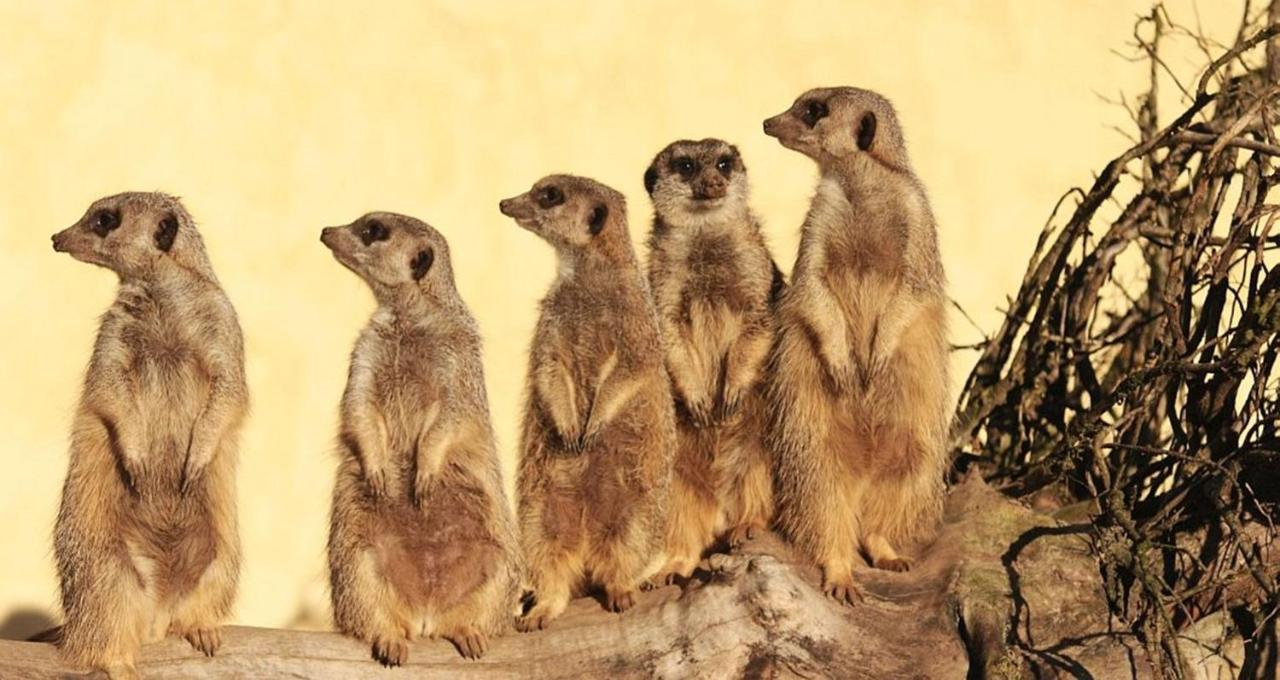 Tierpark Entdeckerhaeuser Wagenfeld Экстерьер фото