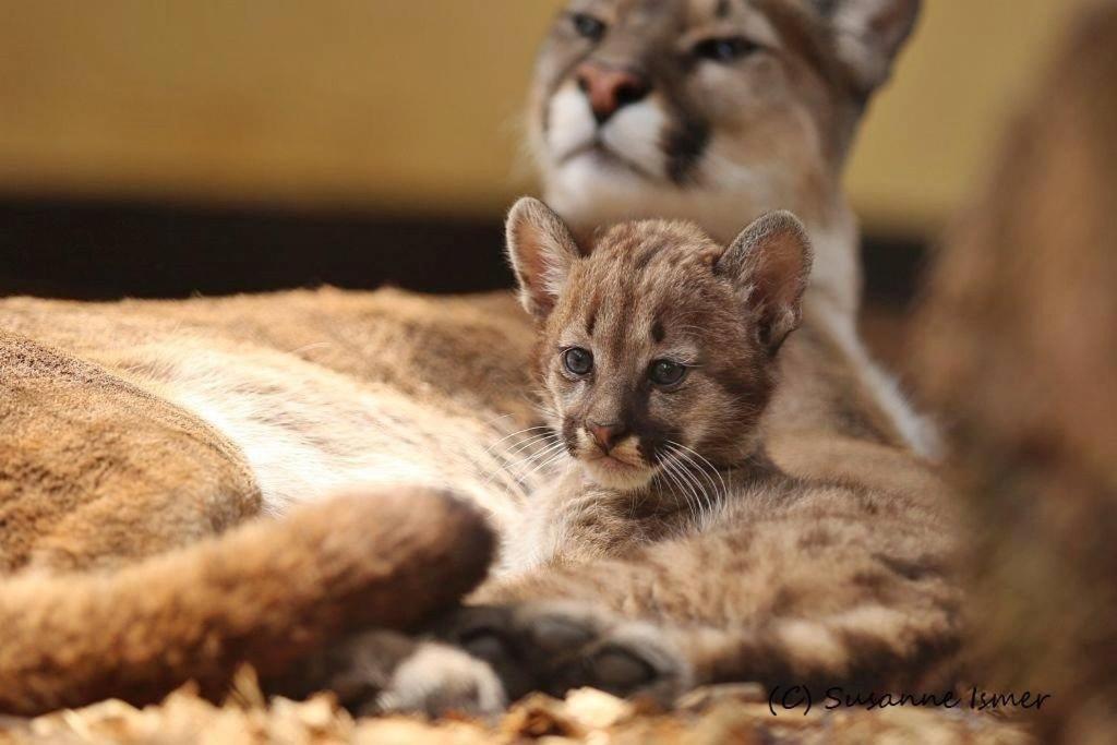 Tierpark Entdeckerhaeuser Wagenfeld Экстерьер фото